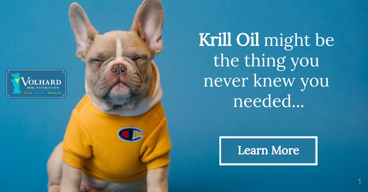 Omega 3 top for french bulldogs