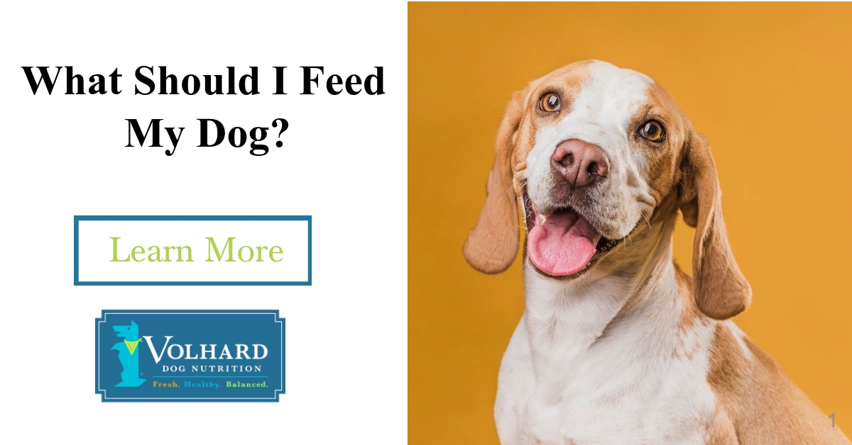 3 Things to Know About Treating a Dog With Bladder Stones - Volhard Dog