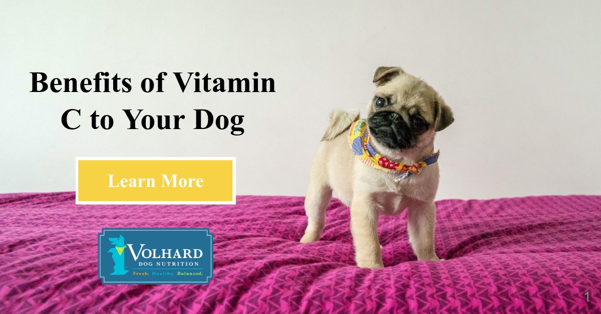 vitamin c for dog