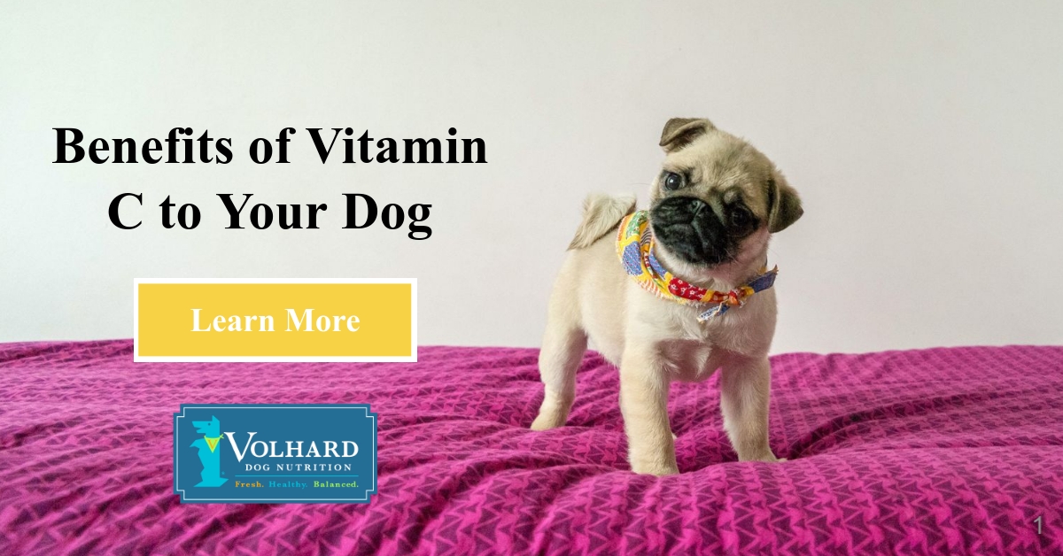 vitamin b and c for dogs