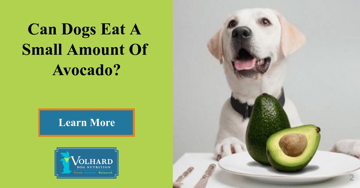 can a dog eat an avocado