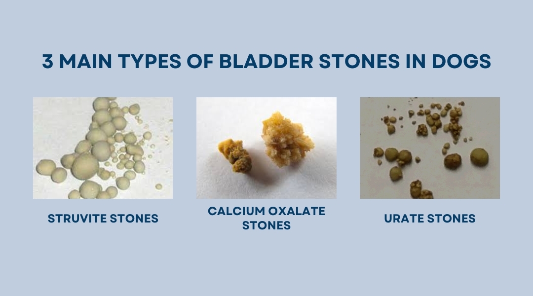 https://www.volharddognutrition.com/product_images/uploaded_images/3-main-types-of-bladder-stones-in-dogs.jpg?utm_source=chatgpt.com