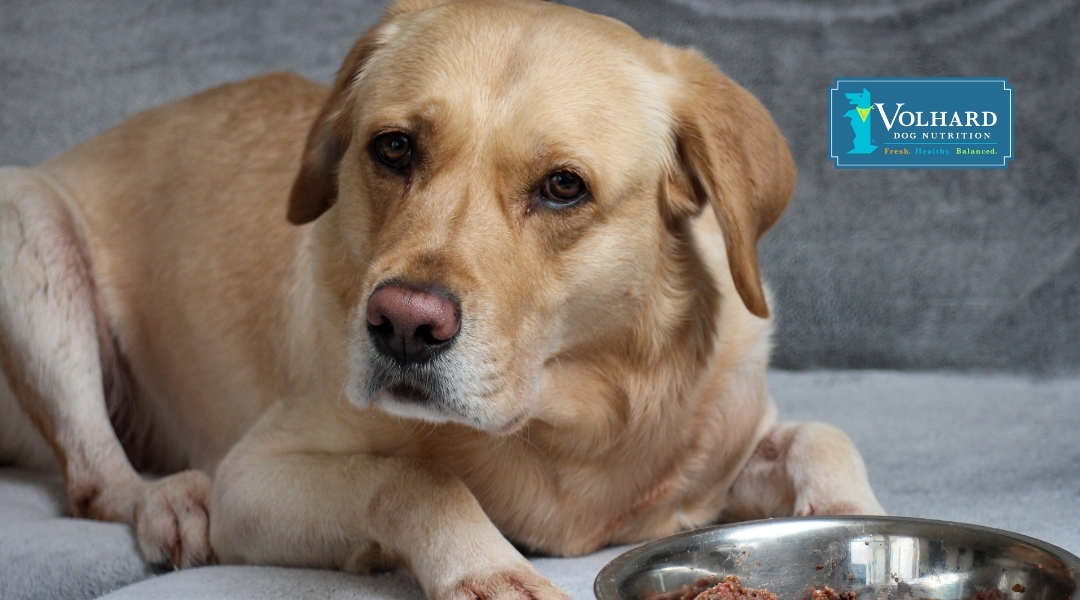 A golden Labrador rests on a grey couch, staring with a concerned expression at a nearby bowl of wet dog food. The Volhard Dog Nutrition logo is in the top right corner.