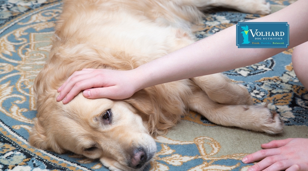 A Golden Retriever lies on a patterned rug, looking fatigued while a human hand gently pets its head. The Volhard Dog Nutrition logo appears in the upper corner.
