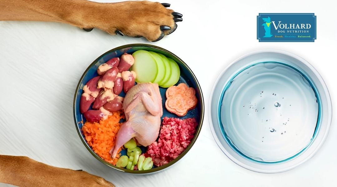 A dog’s paws frame a colorful bowl filled with raw food ingredients, including chicken, kidney, carrots, and vegetables, next to a full water bowl. The Volhard Dog Nutrition logo is placed above.
