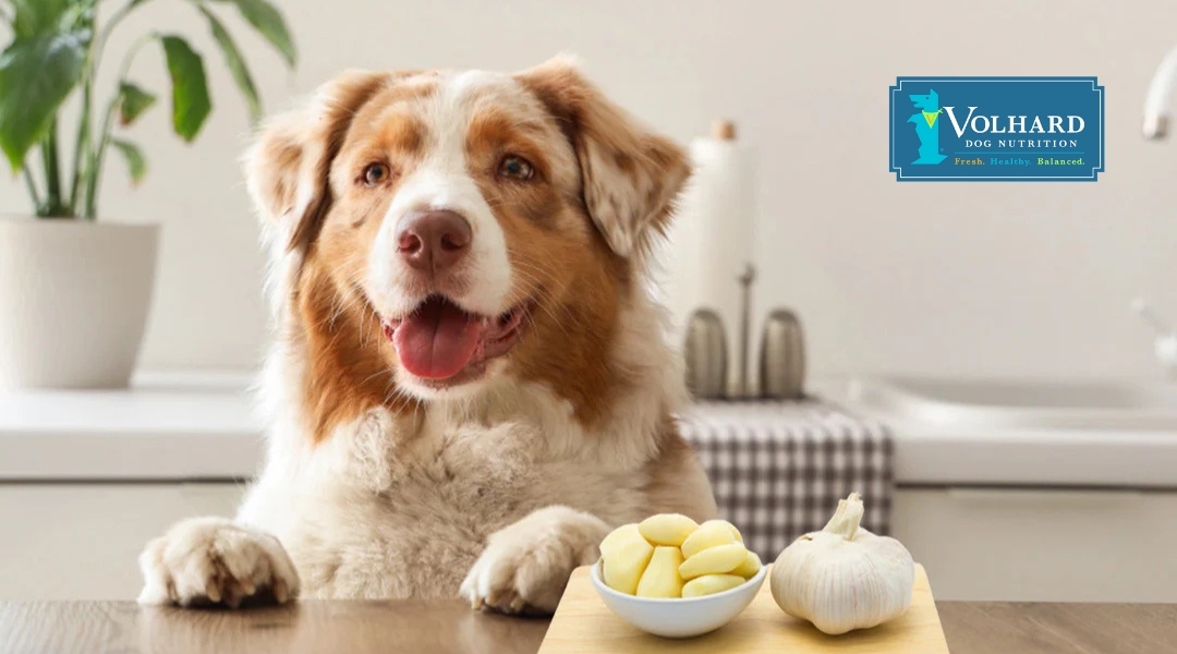 A happy dog sits in a bright kitchen beside a bowl of peeled garlic cloves and a whole bulb, highlighting the discussion around garlic’s safety for dogs.