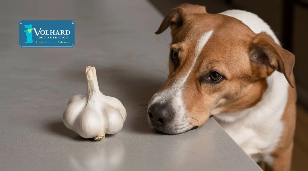 A brown and white dog gazes cautiously at a garlic bulb on the counter, symbolizing the controversial reputation of garlic in canine nutrition.