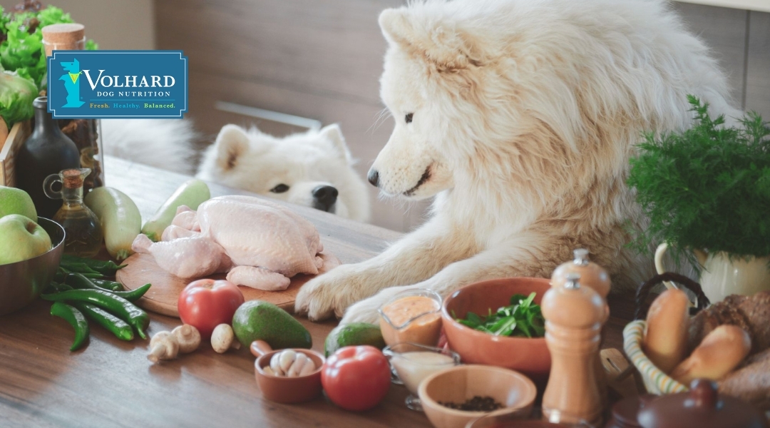 Two fluffy white dogs peek over a table filled with fresh whole foods, including chicken, greens, and garlic, promoting fresh, balanced canine meals.
