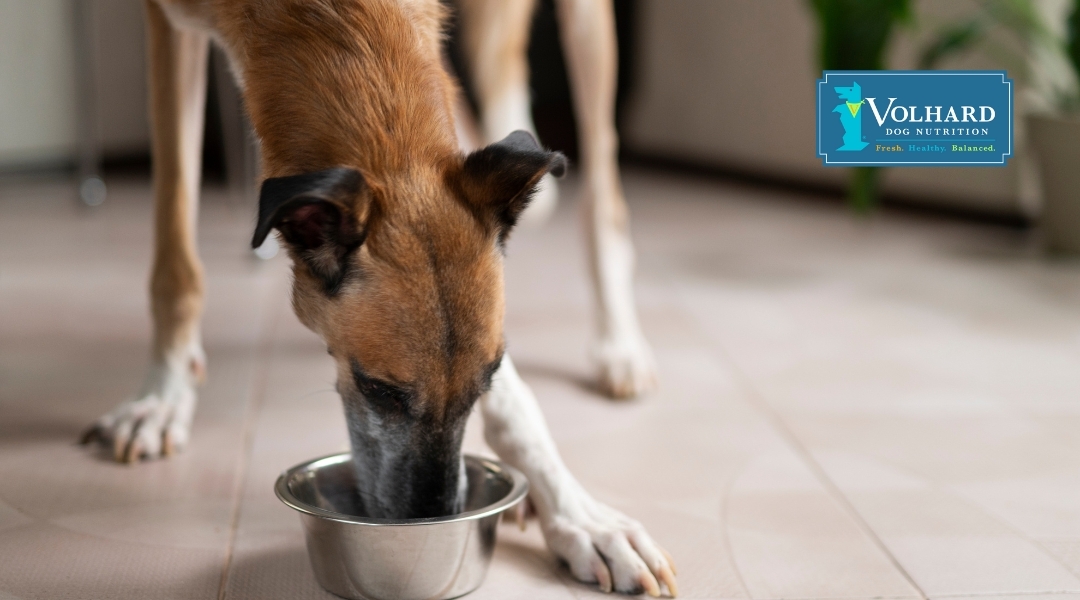 A dog eating from a metal bowl on the floor in a clean indoor space, with Volhard Dog Nutrition branding visible.