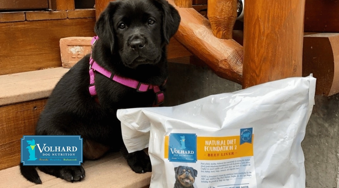 A black Labrador puppy sitting beside a bag of Volhard Dog Nutrition Natural Diet Foundation Beef Liver, with the puppy looking at the camera.