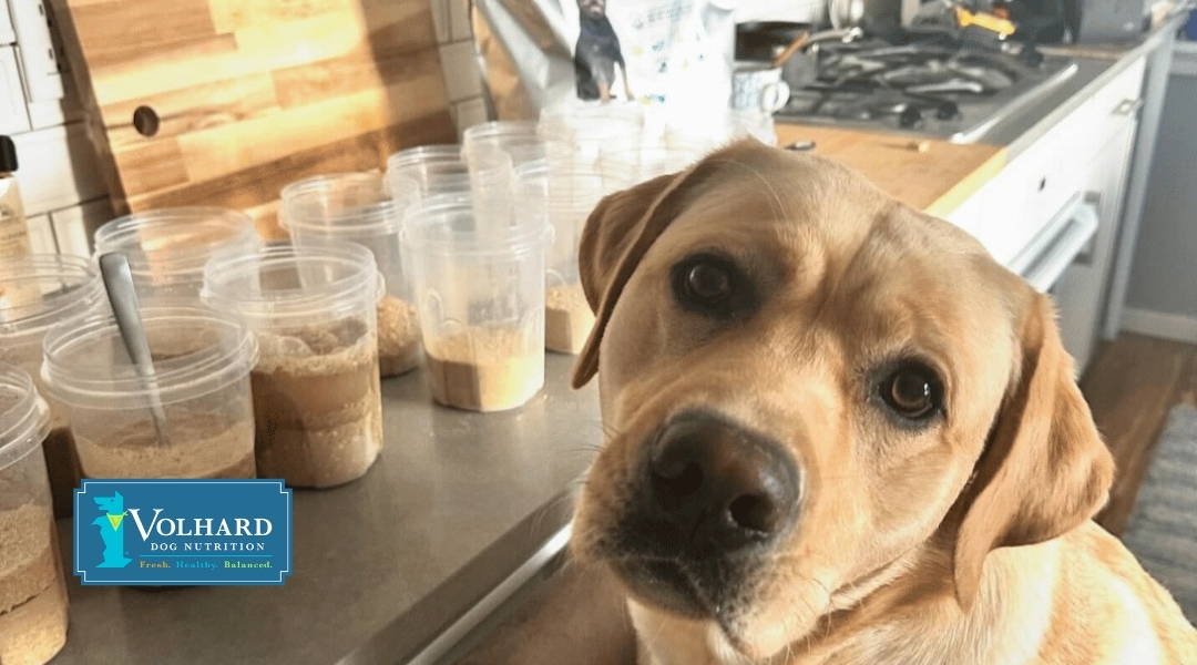 A yellow Labrador dog looking up at the camera with multiple containers of Volhard Dog Nutrition ingredients on the counter in the background.