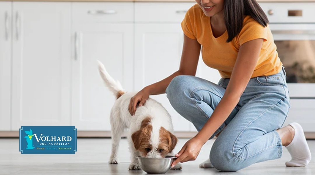 A woman feeding her small dog from a bowl on the kitchen floor, with the dog happily eating, accompanied by Volhard Dog Nutrition branding.