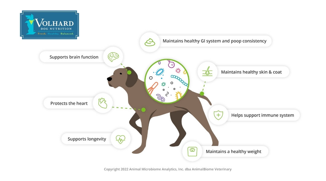 A brown dog with a green circle around its midsection, highlighting various health benefits including brain function, heart protection, immune system support, and healthy GI system. The text lists health benefits like maintaining a healthy weight, skin & coat, and longevity.