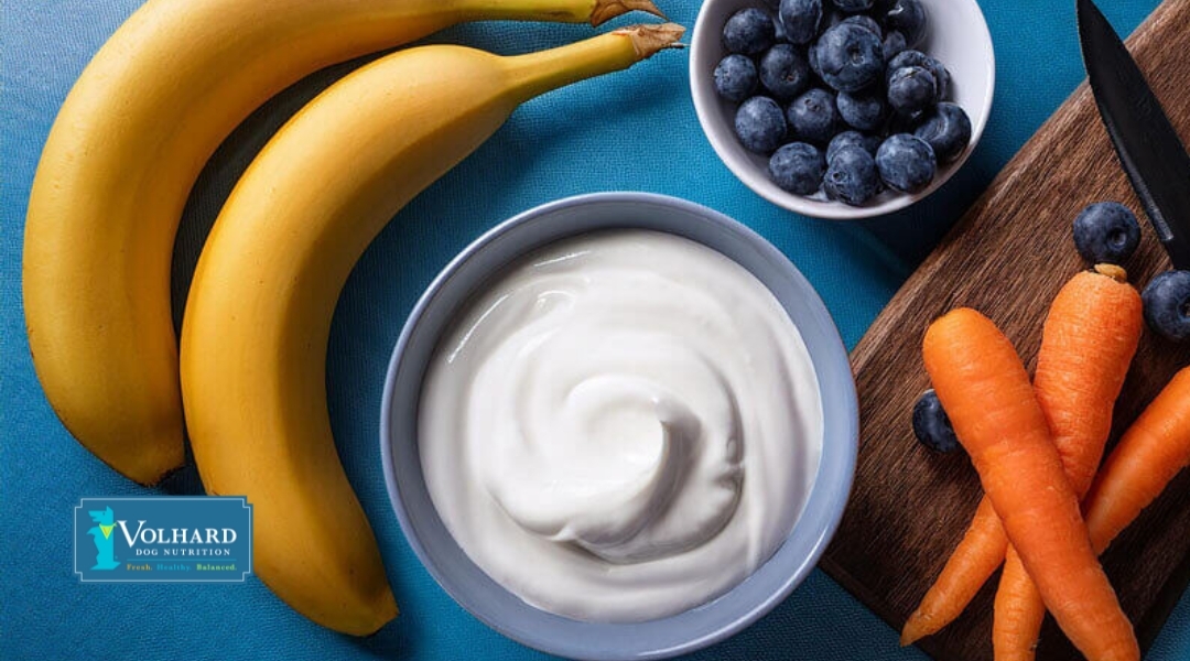 A bowl of yogurt, bananas, blueberries, and carrots arranged on a blue background, showcasing ingredients for a healthy dog diet.