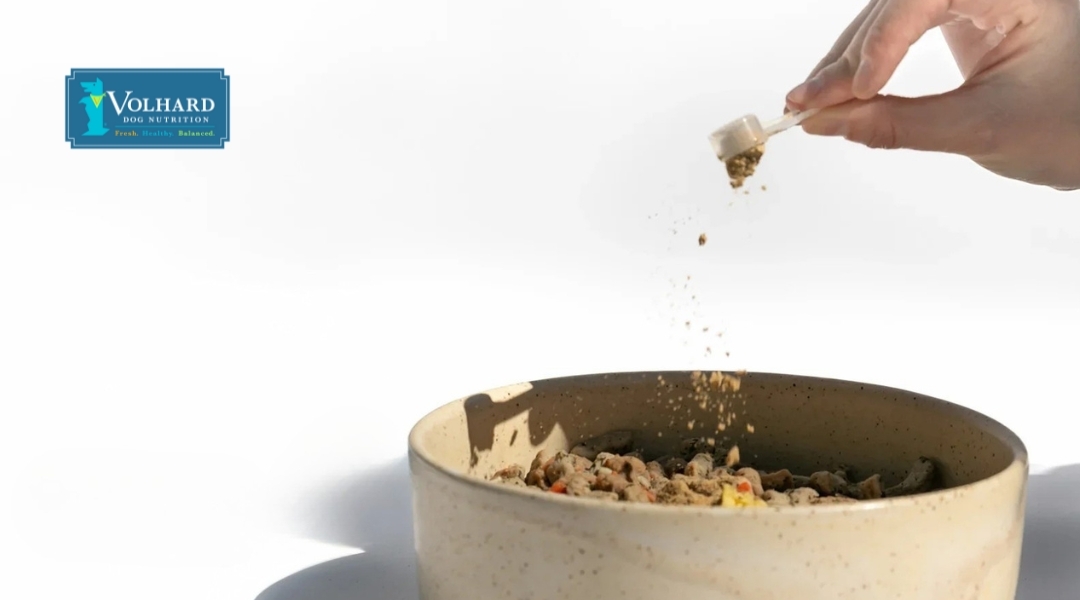 A hand sprinkling digestive enzyme powder over a bowl of dog food, promoting the importance of digestive health.