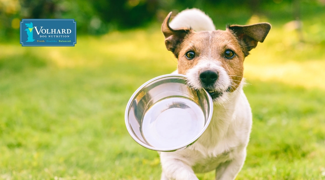 A dog holding an empty food bowl in its mouth, symbolizing the care and attention given to healthy dog nutrition.