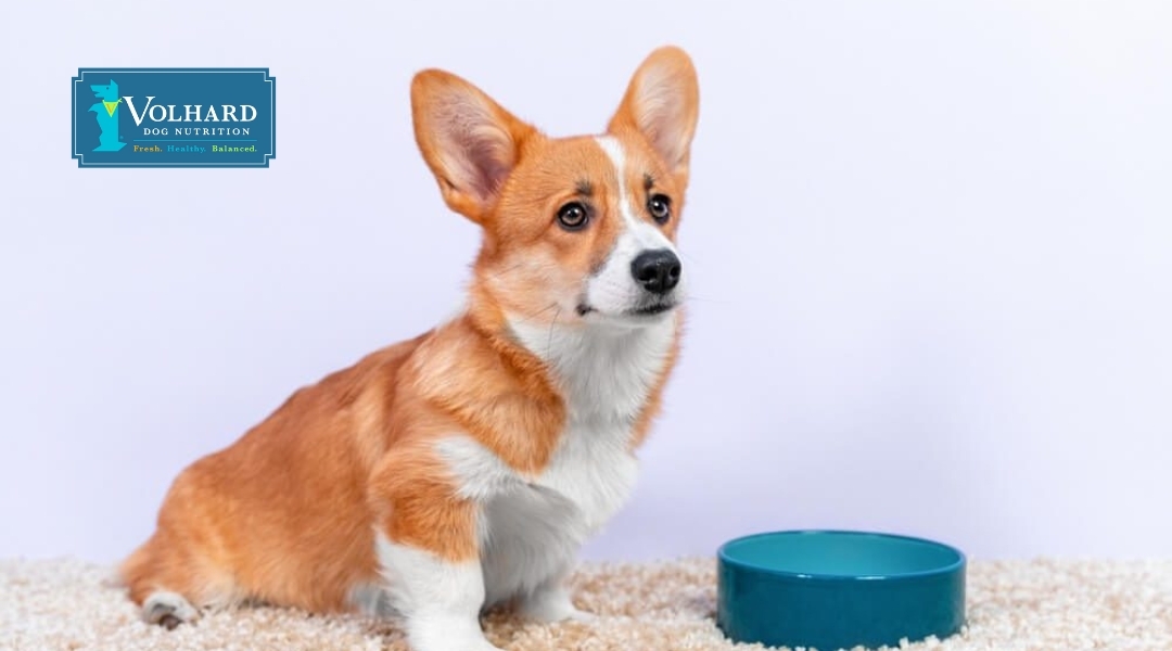 A Corgi dog sitting next to a teal food bowl, representing a dog ready for mealtime, emphasizing healthy nutrition choices.