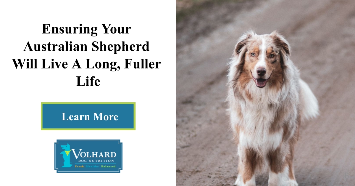 Australian Shepherds: Beautiful, Colorful & Arthritis Issues