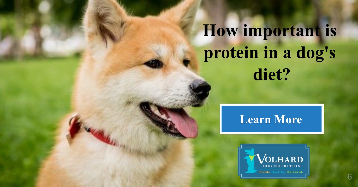 what is the easiest protein for a dog to digest