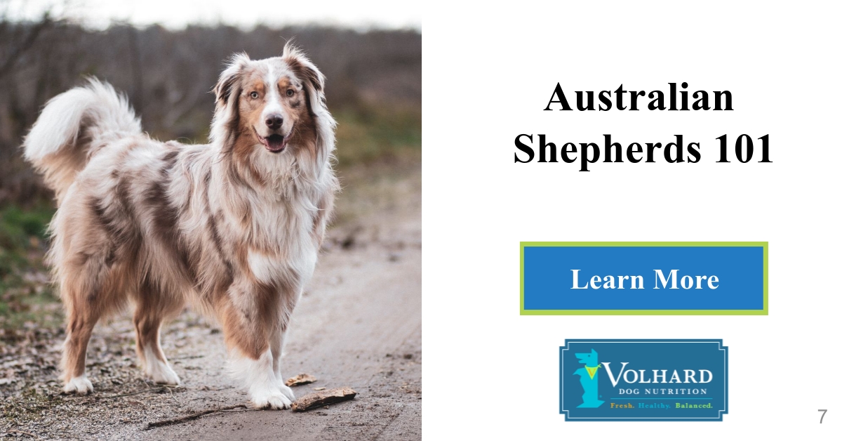 Ensuring Your Australian Shepherd Will Live a Longer, Fuller Life - Volhard  Dog Nutrition