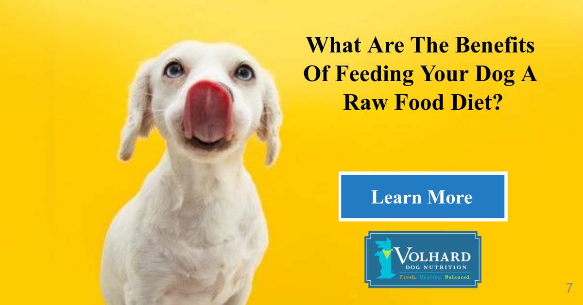 is yogurt good for dogs with uti