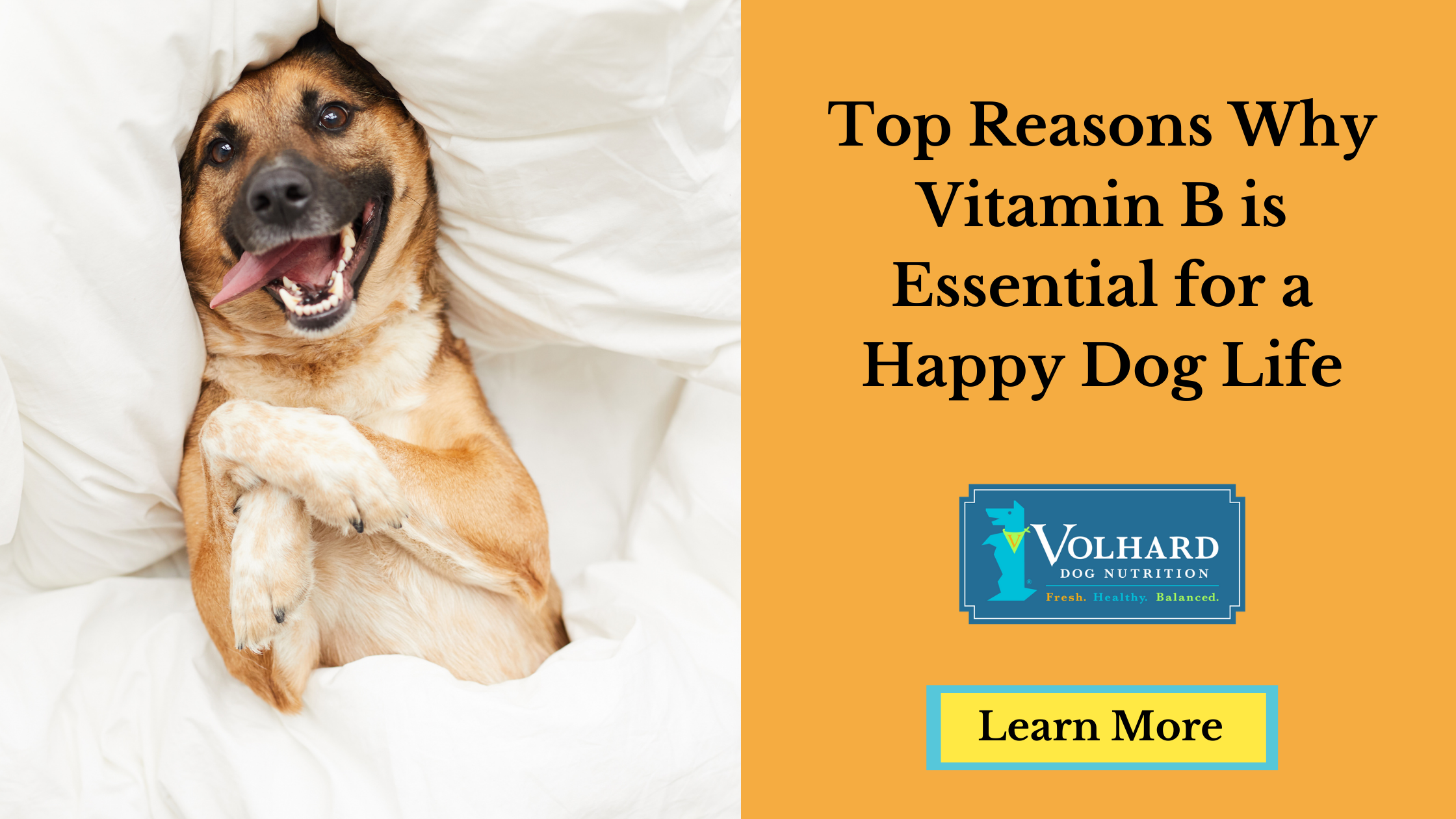 what causes vitamin d deficiency in dogs