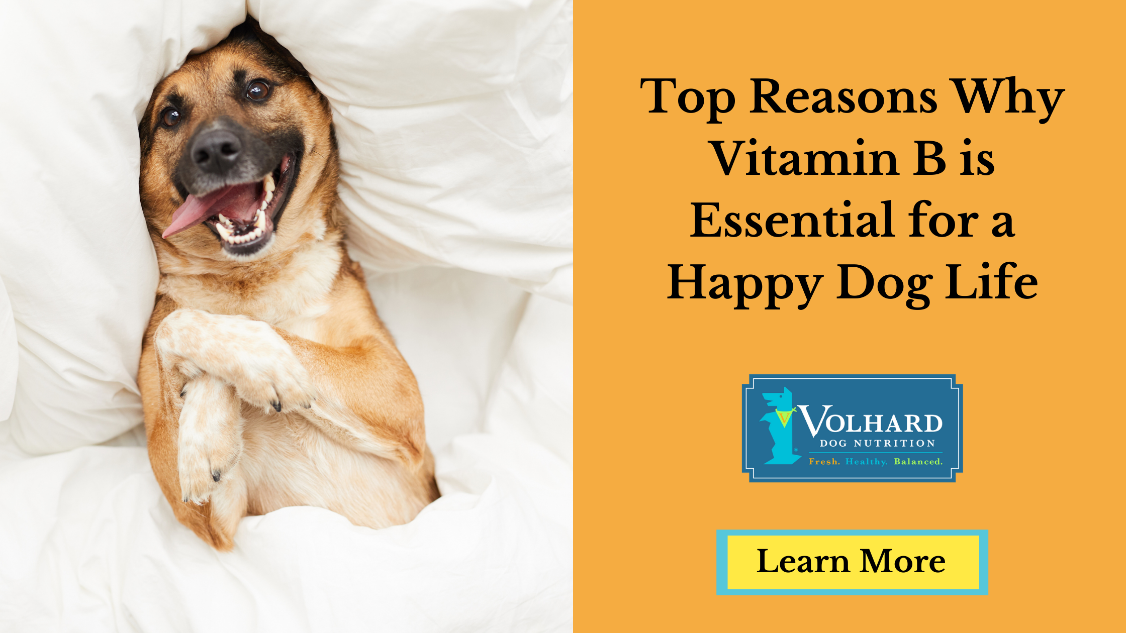 can dogs take vitamin b