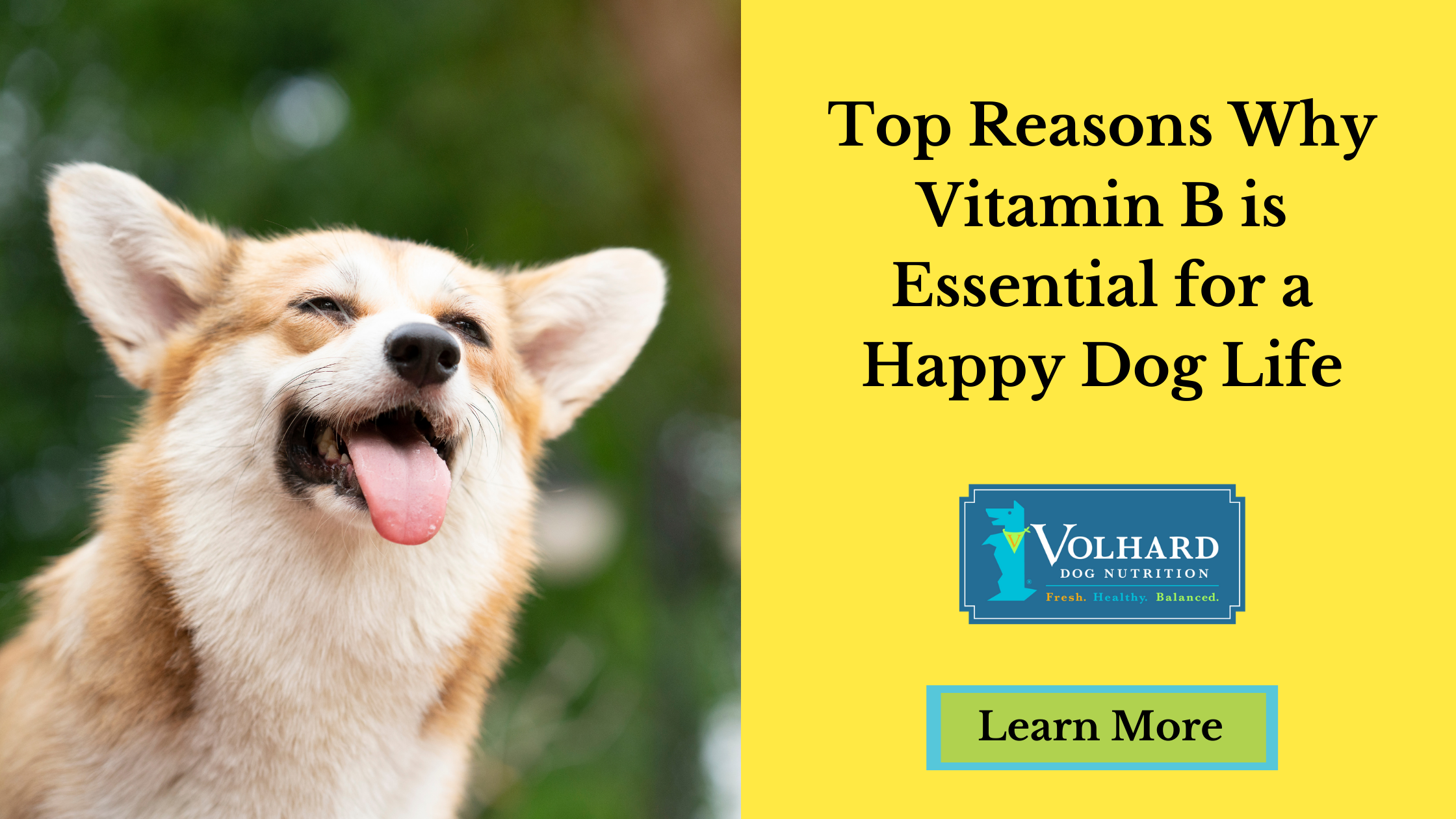 can you give dogs vitamin b