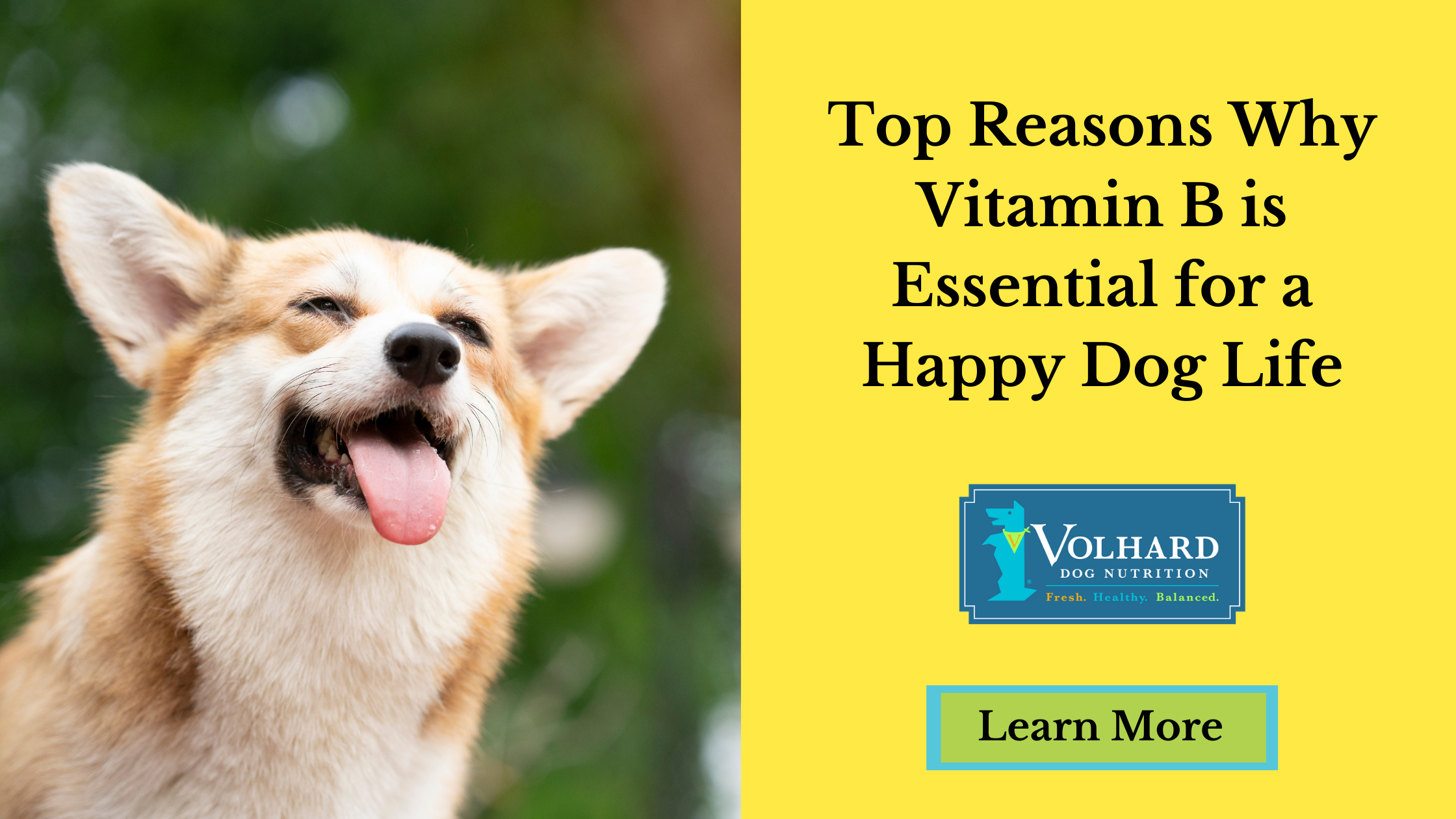 can dogs take vitamin b