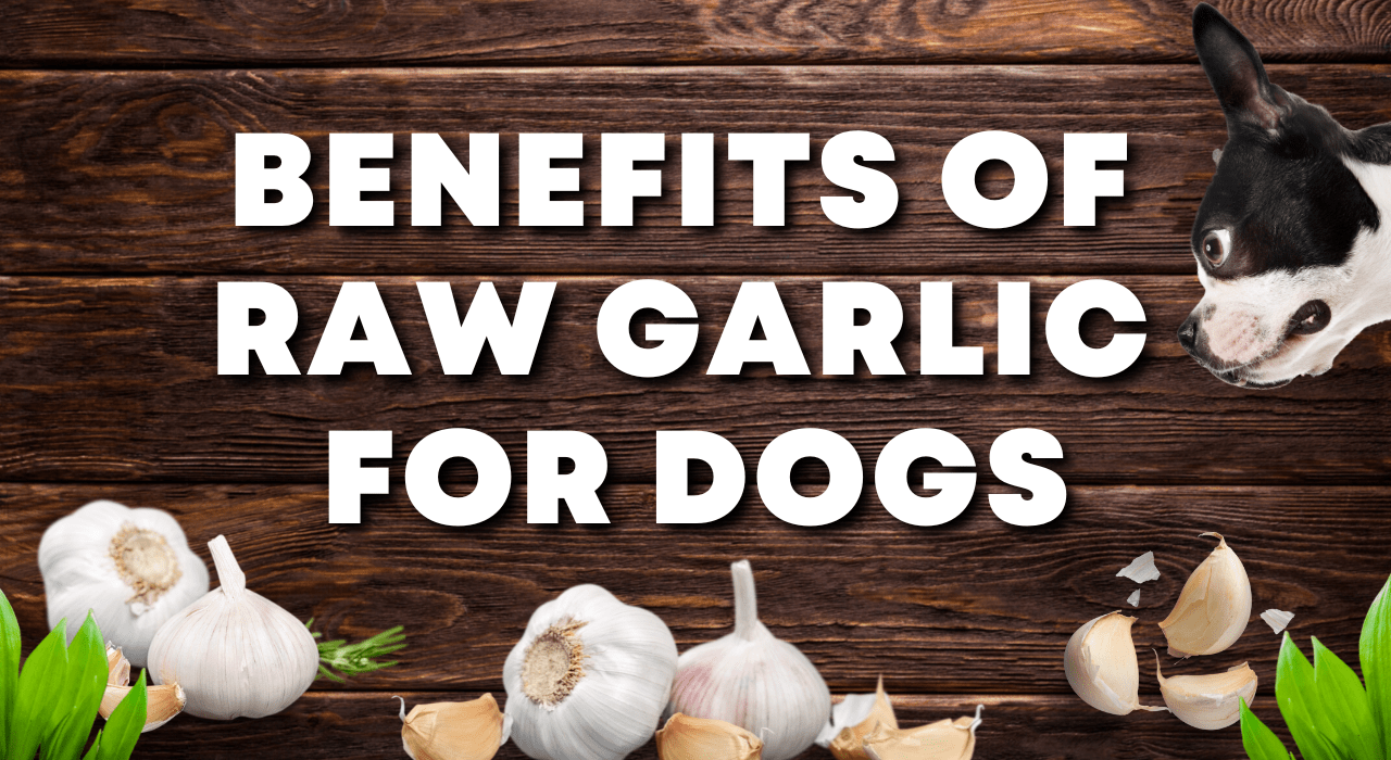 Is Garlic Powder Toxic to Dogs: Unveiling the Truth