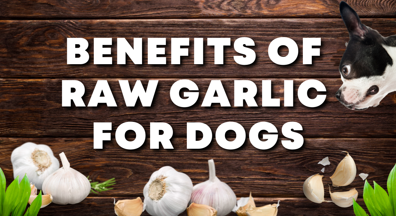 Benefits of raw garlic for dogs