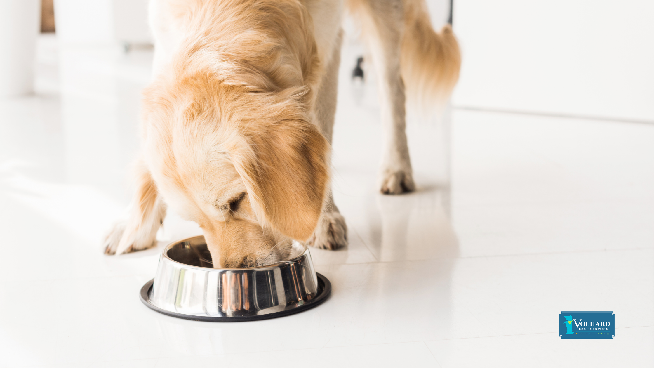 Does My Dog Need Fats Healthy Dog Basics 101 Volhard Dog Nutrition
