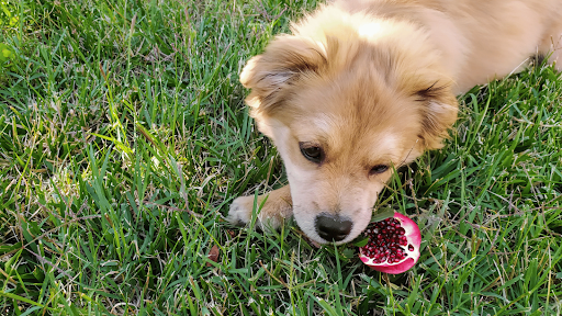 Can Dogs Eat Pomegranate Volhard Dog Nutrition