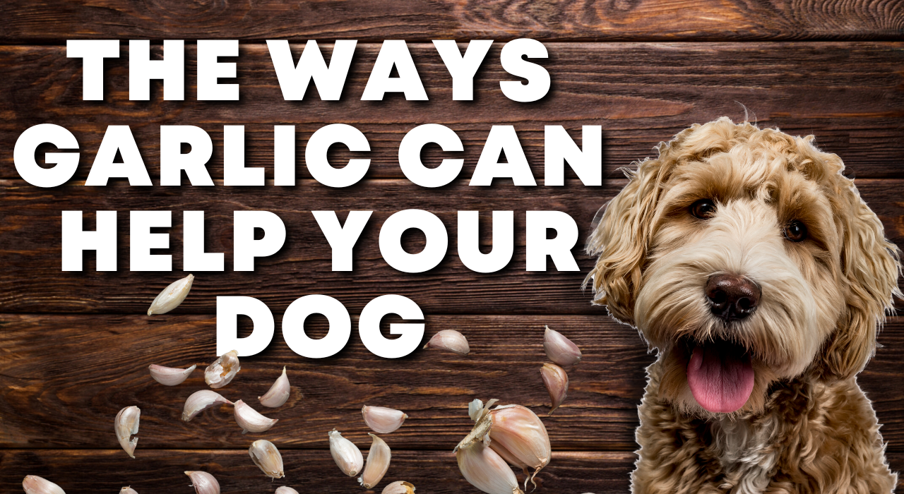 Ways Garlic Can Help Your Dog