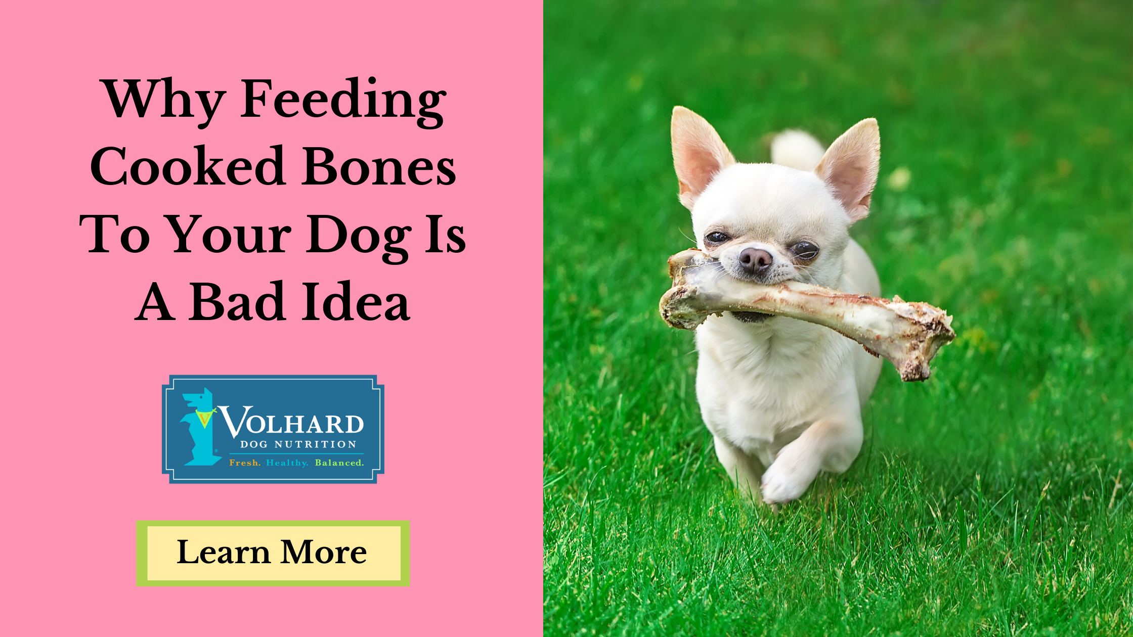 are chicken wing bones good for dogs