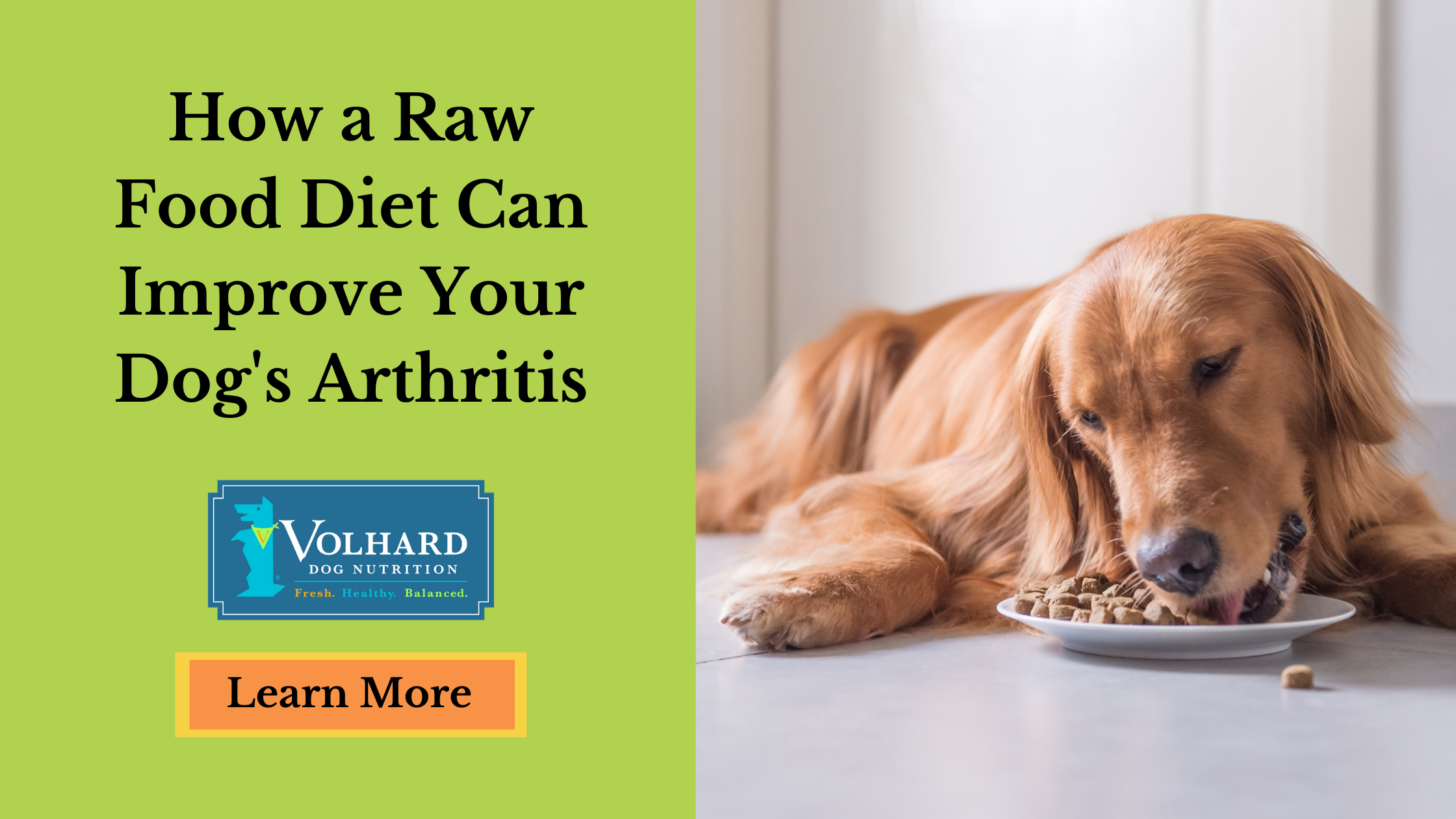For dogs with arthritis, daily activities don't have to be painful