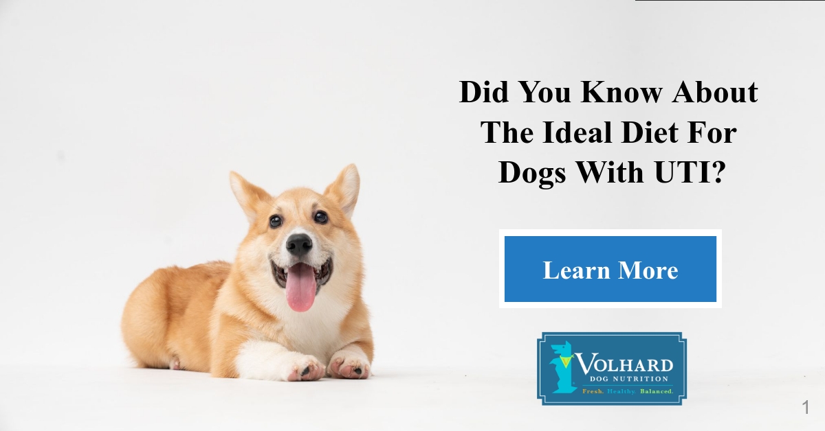 is yogurt good for dogs with uti