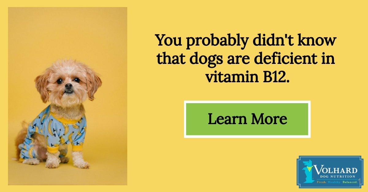 vitamin b12 supplement for dogs