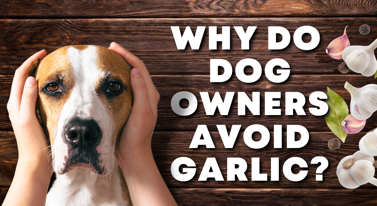 Why Dog Owners Avoid Garlic